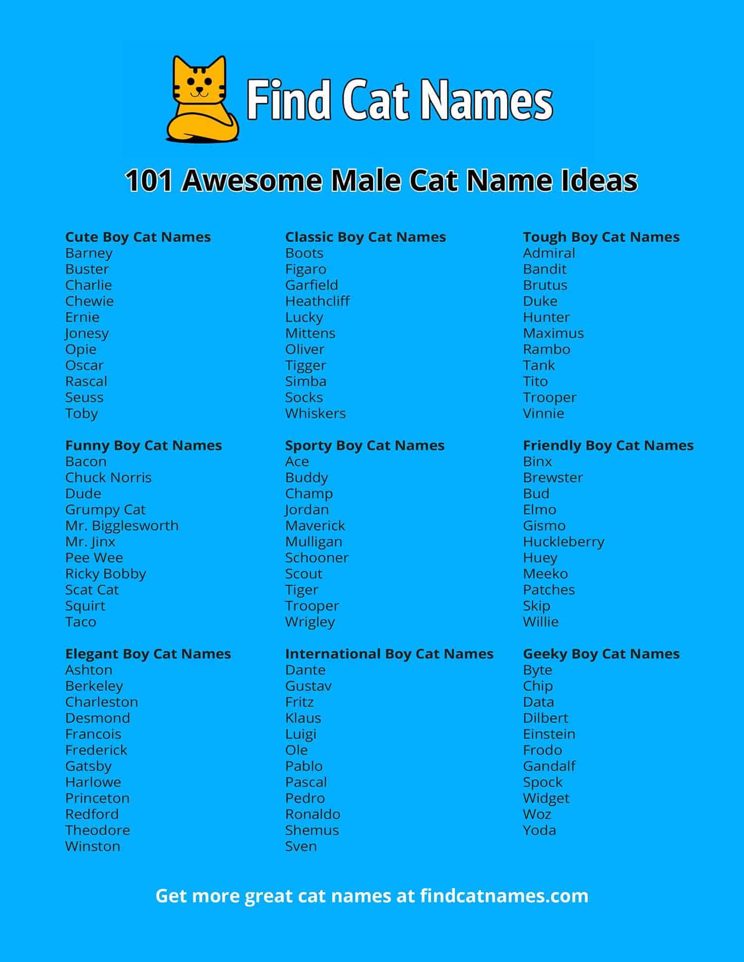 Male Cat Names Infographic