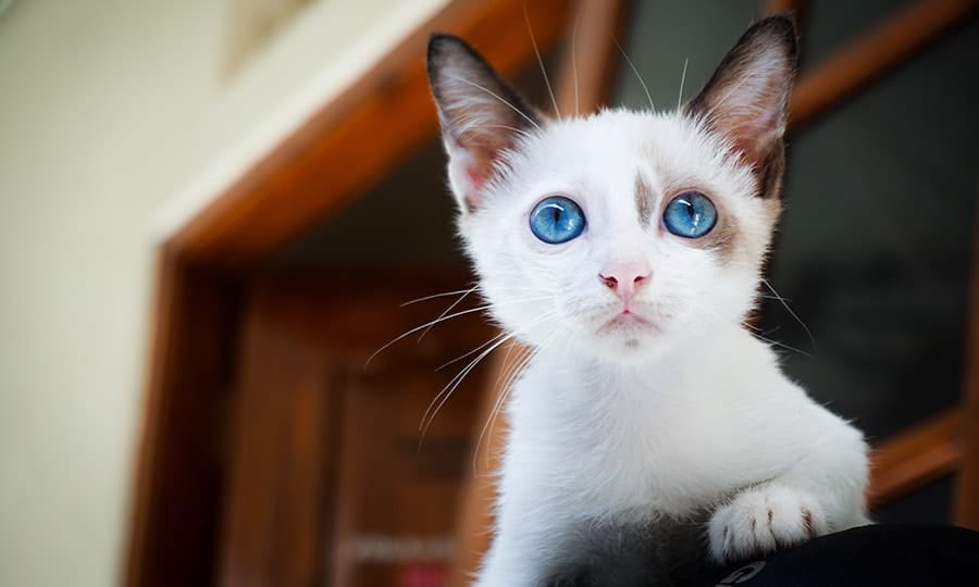 how to teach a cat its name - white cat with blue eyes