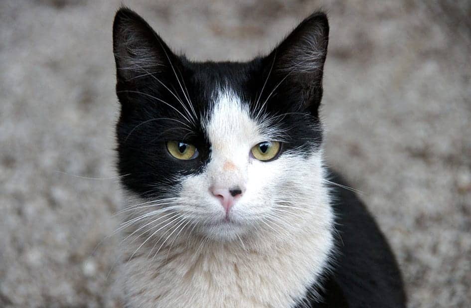 Black And White Cat Names 59 Awesome Names For Your Cat