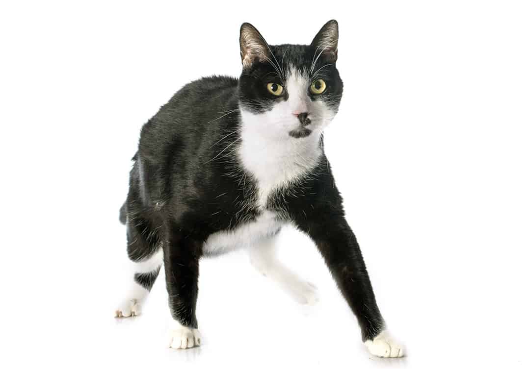 Black And White Cat Names 59 Awesome Names For Your Cat