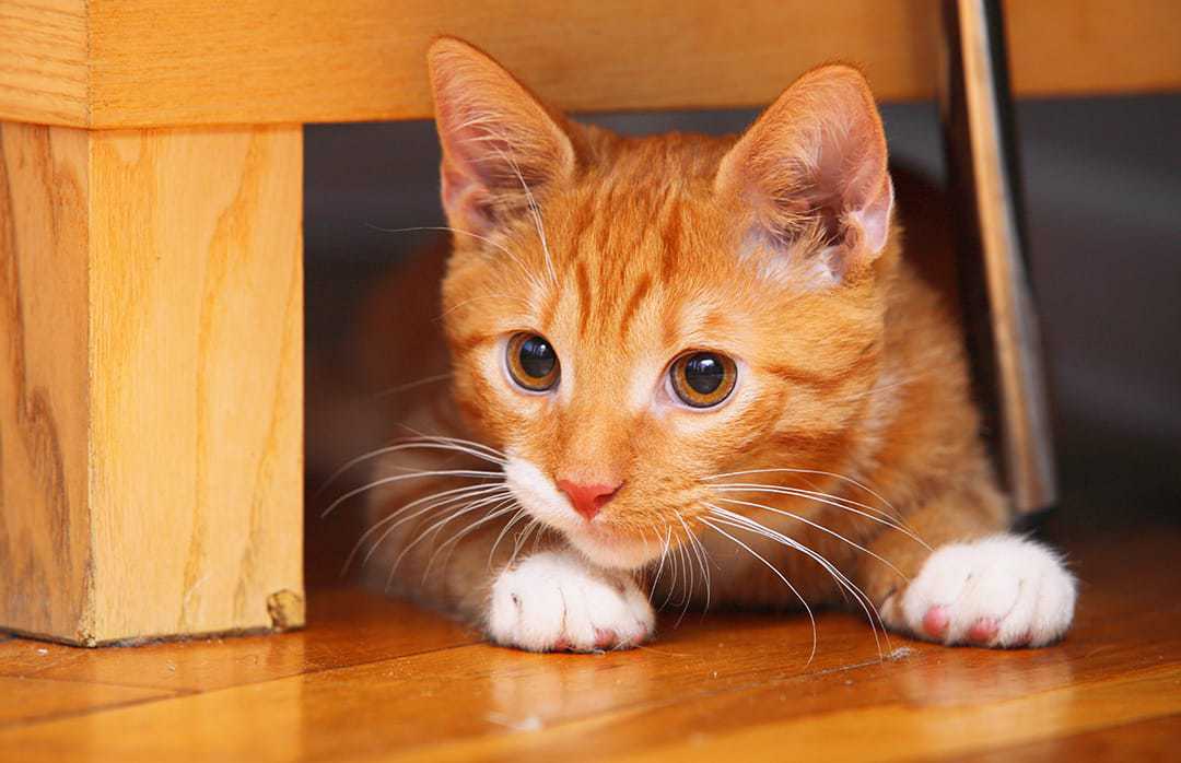 70 Ginger Cat Names Cute Hilarious Names You Ll Love