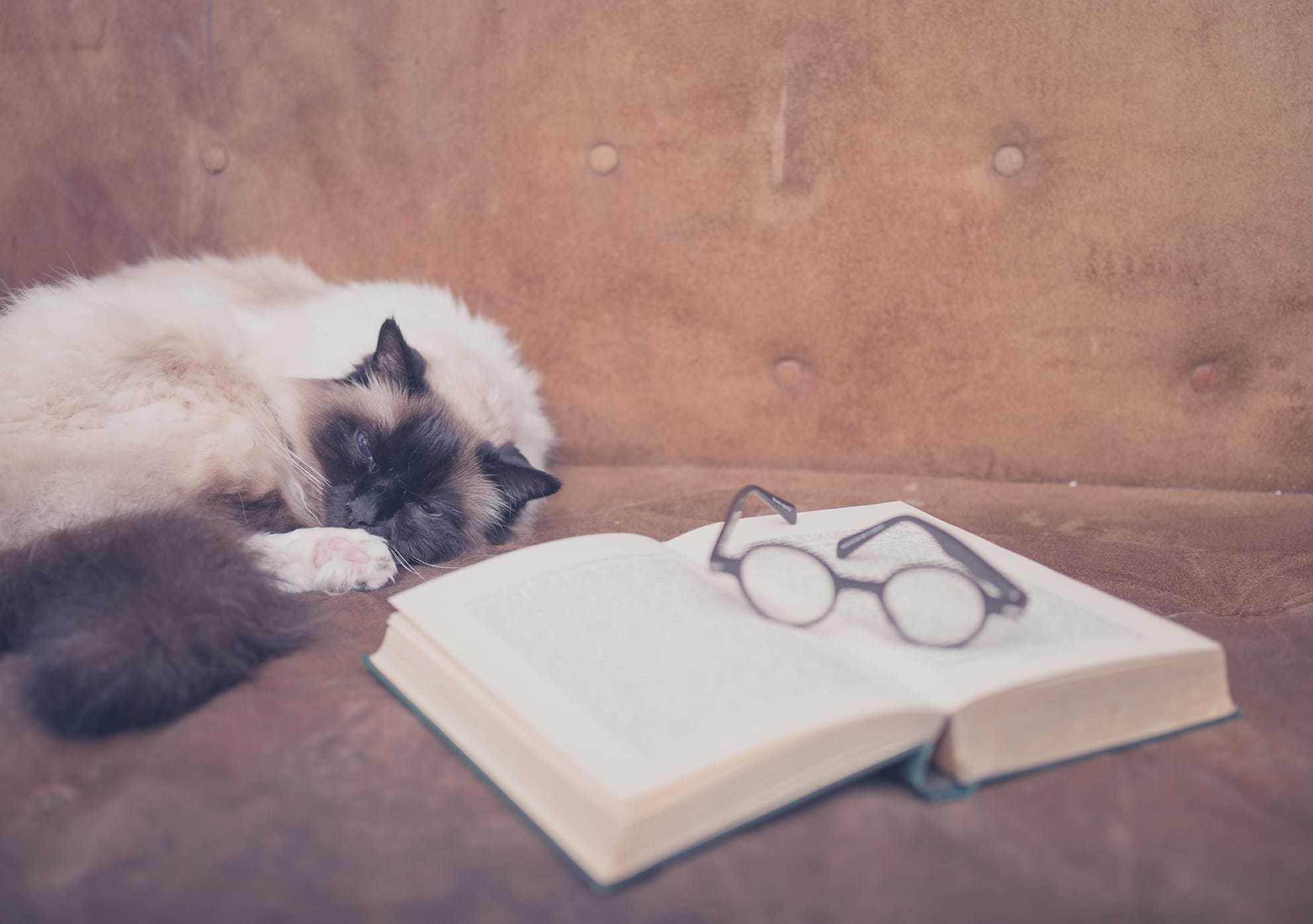 Literary Cat Names - book and glasses