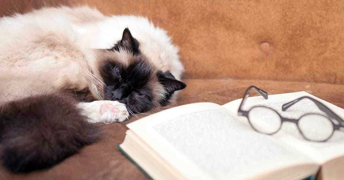 literary cat names with book