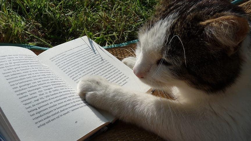 cat reading a book