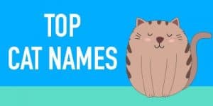 Top Cat Names