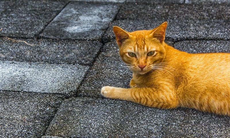 Orange Cat laying on ground