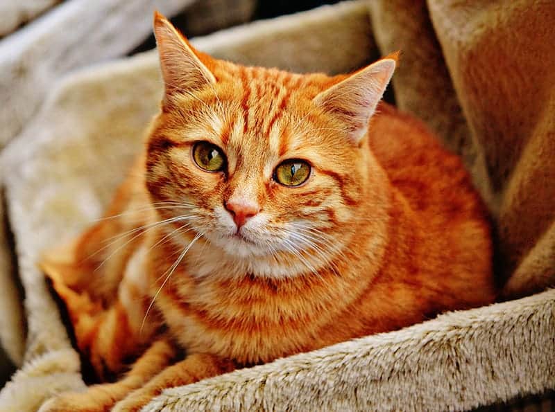 cat looking up with orange fur