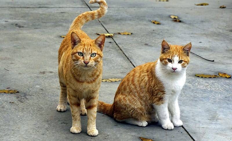 two orange kittens