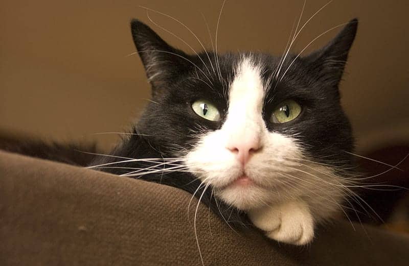 Tuxedo Cat head on couch