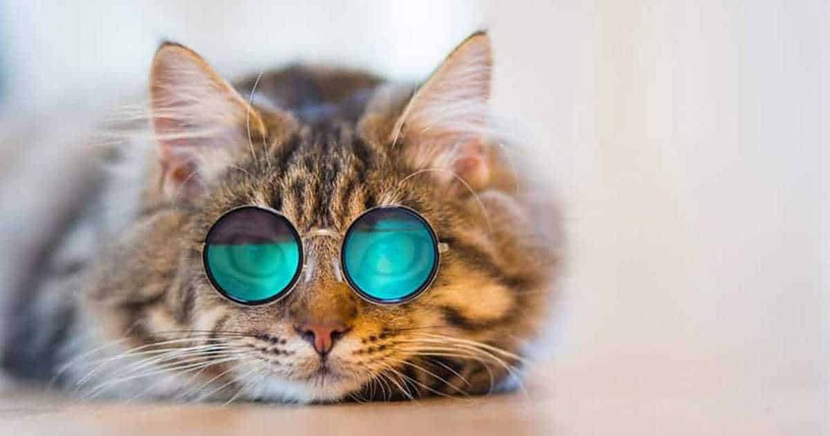 Cat Blog - All the Best Cat Articles from Find Cat Names