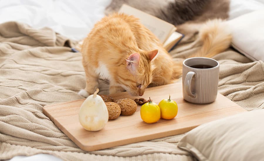 cat on bed with food