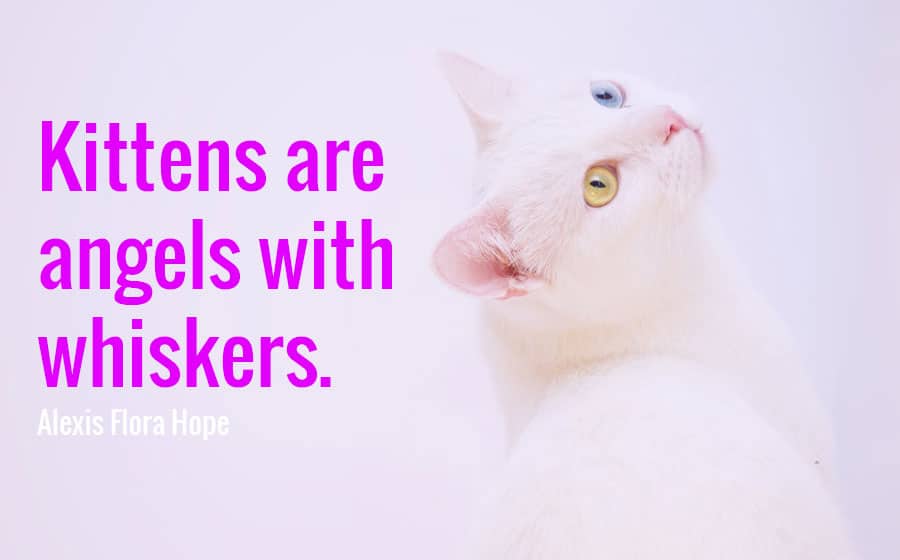 cat quotes - kittens are angels with whiskers - alexis flora hope