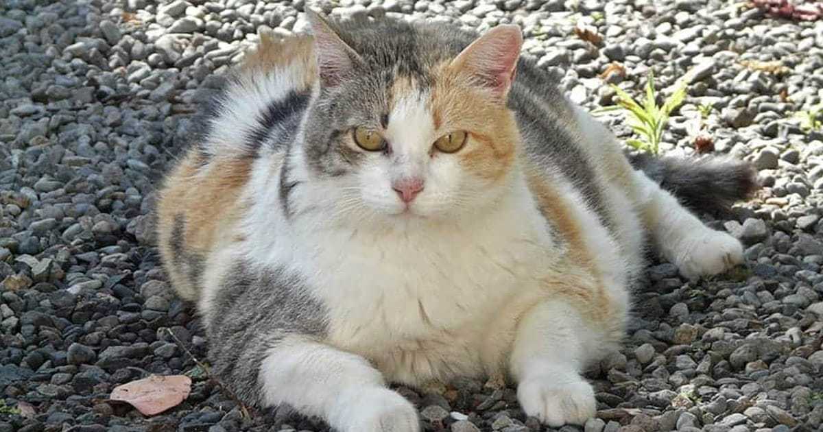 fat cat names
