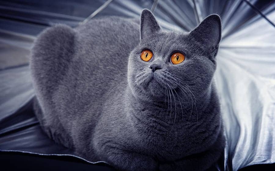 175 Grey Cat Names - An Awesome List for Naming Your Cat