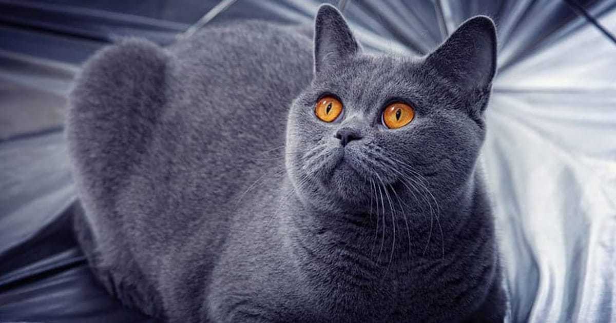 grey cat names