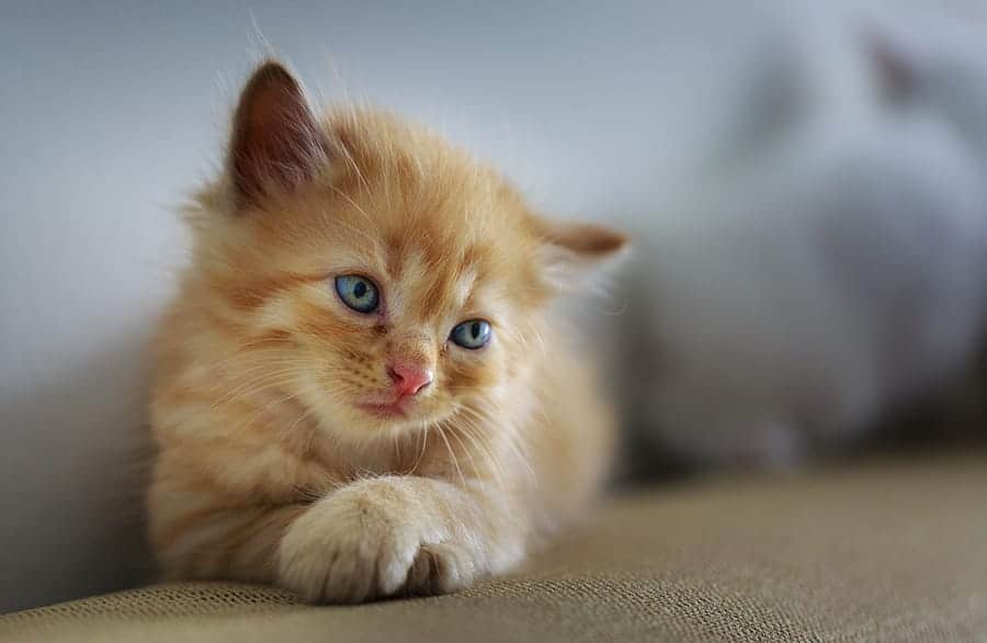 Sweet kitten
