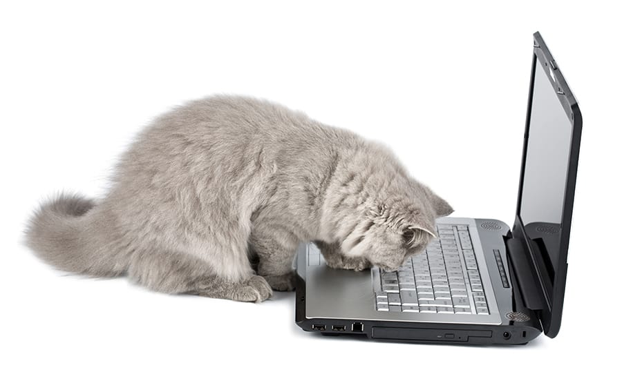 nerdy cat names - cat on a laptop