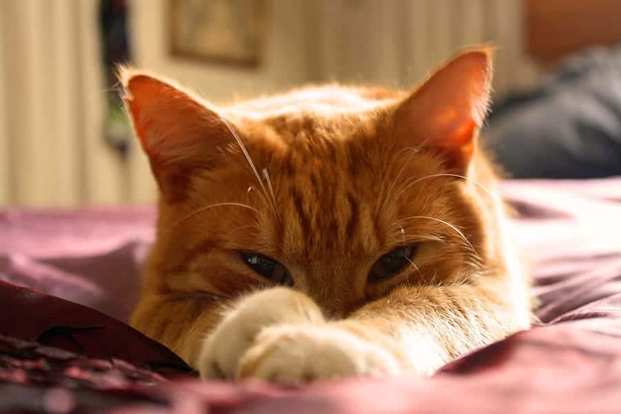 Orange cat covering face