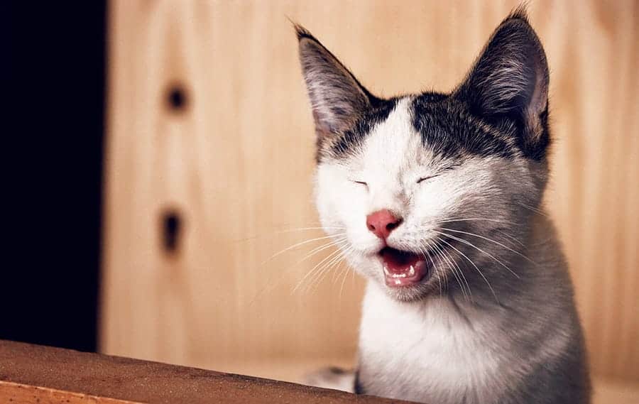 Laughing cat 