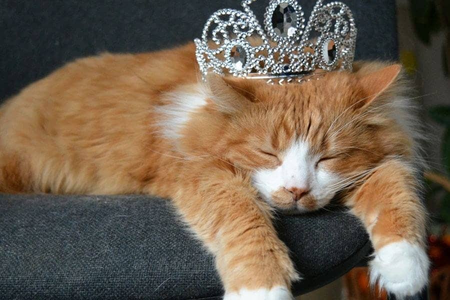 regal looking sleeping cat wearing a crown
