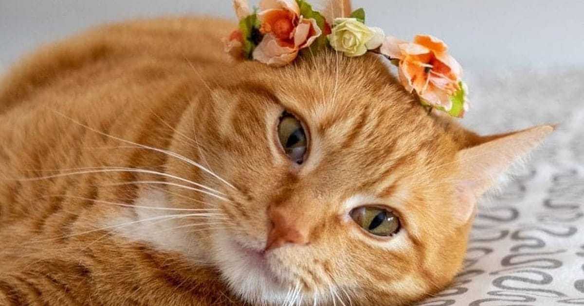 flower cat names