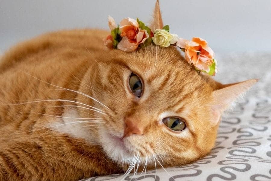 Flower cat names - orange cat