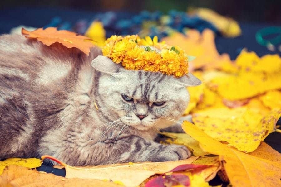 Flower names for cats - yellow wreath