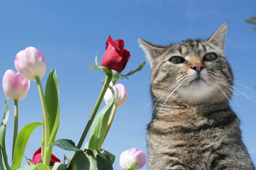 cat with a tulip