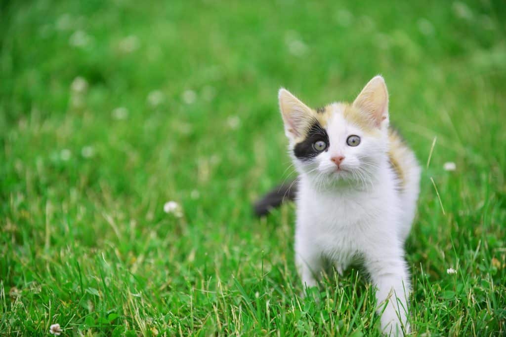 Nature cat names - cat in grass