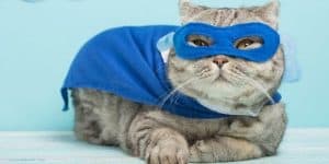 superhero cat names