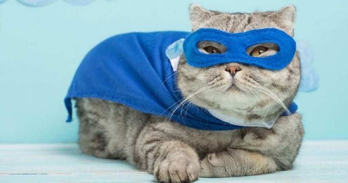superhero cat names