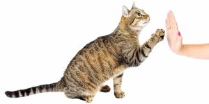 train cat tricks - high five