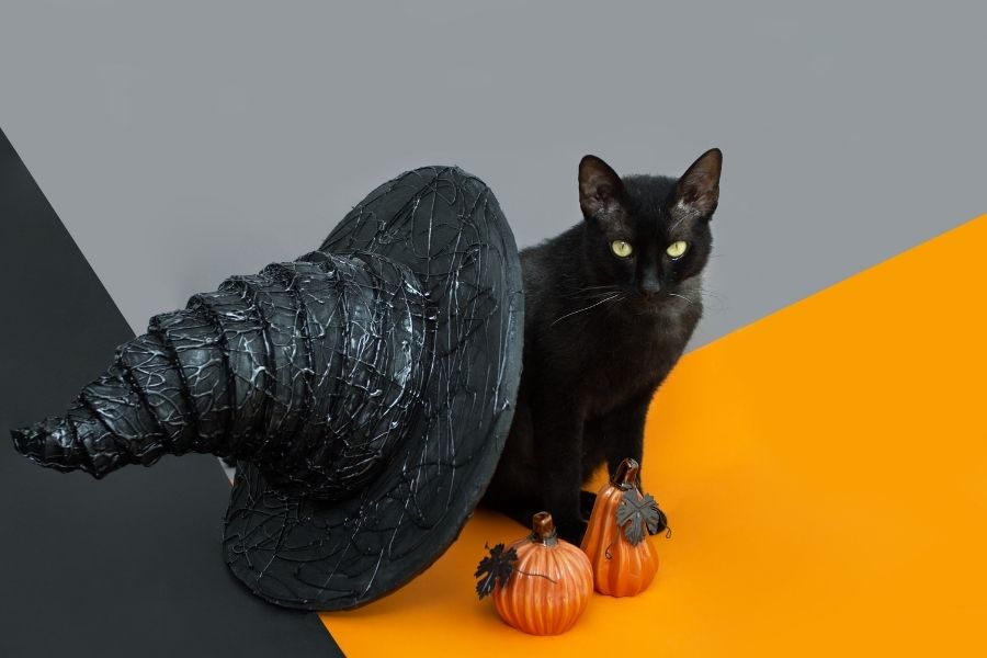 Feline with witch hat and pumpkins