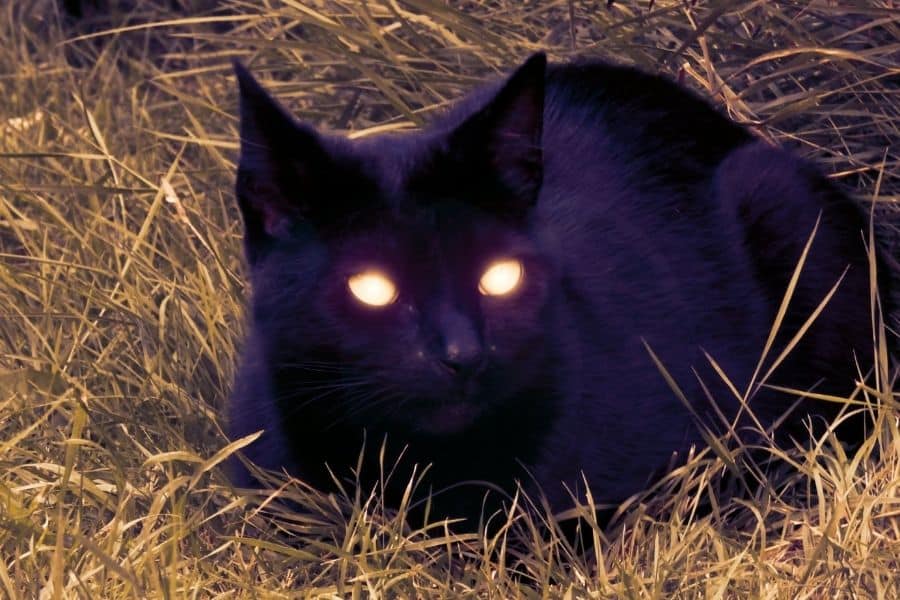 Scary cat with evil eyes