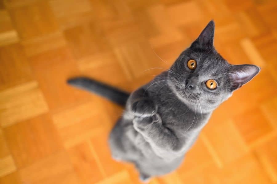 adorable cat begging for food
