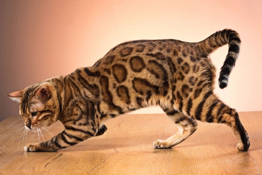 Bengal cat stretched out on a table