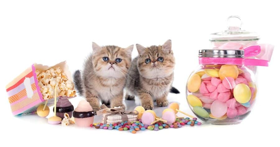cats with candy