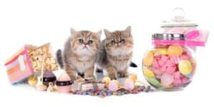 candy cat names